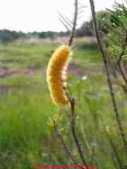 Yellow caterpillar (C) Daniel Friedman